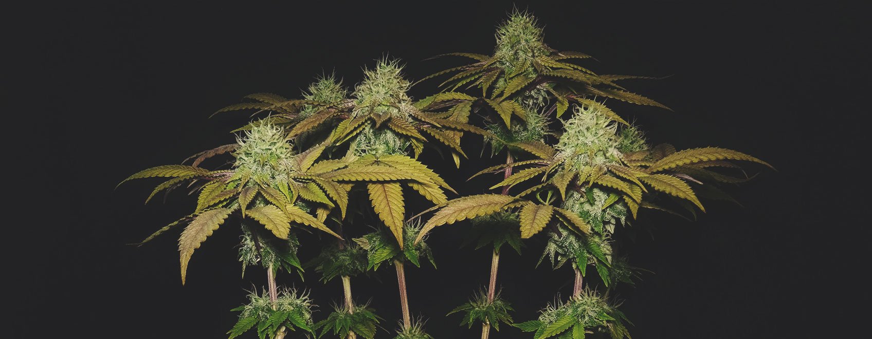 Skunk Skunk