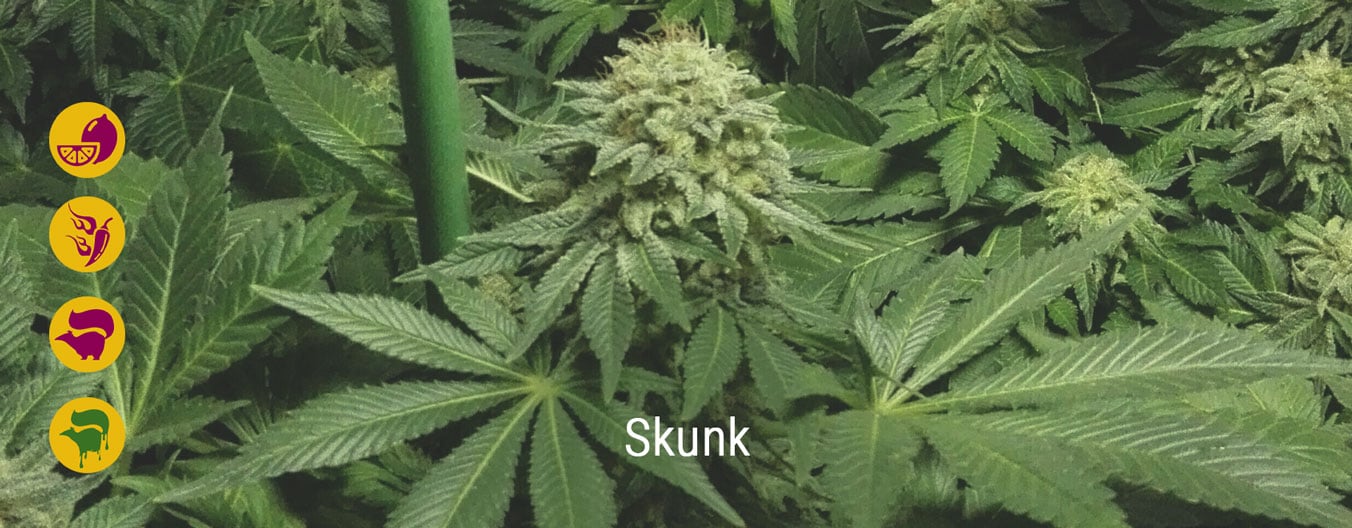 Best skunk cannabis strains