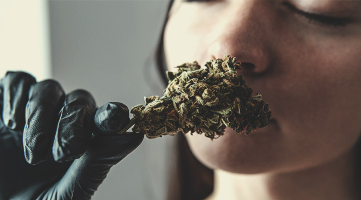 What To Look For When Tasting Weed: Physical Appearance