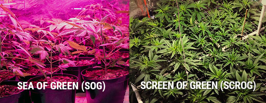 Scrog Sog