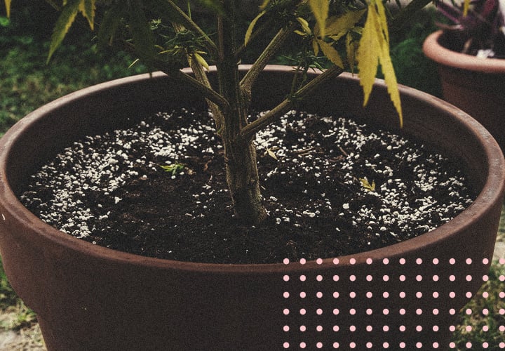 Reusing Old Soil To Grow Cannabis