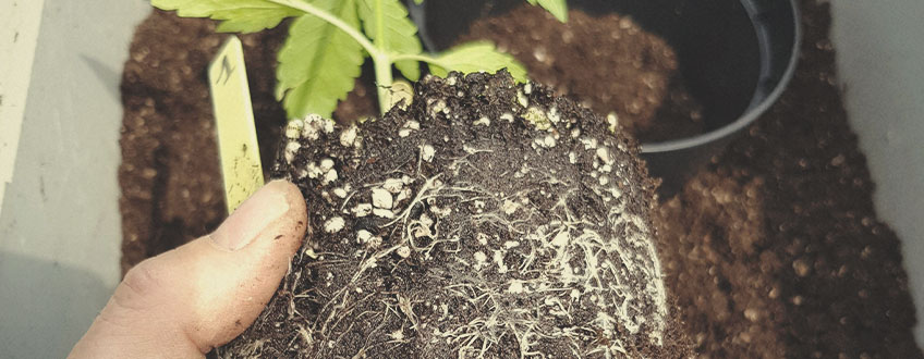 What Kind of Soil to Use When Growing Cannabis Outdoors?