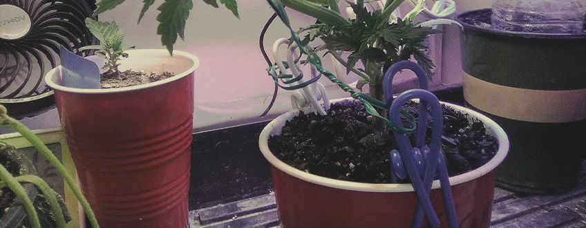 GROWING CONTAINERS FOR SEEDLINGS