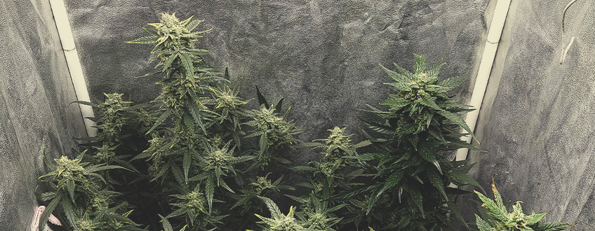 Growing Solomatic CBD — Speed and Productiveness
