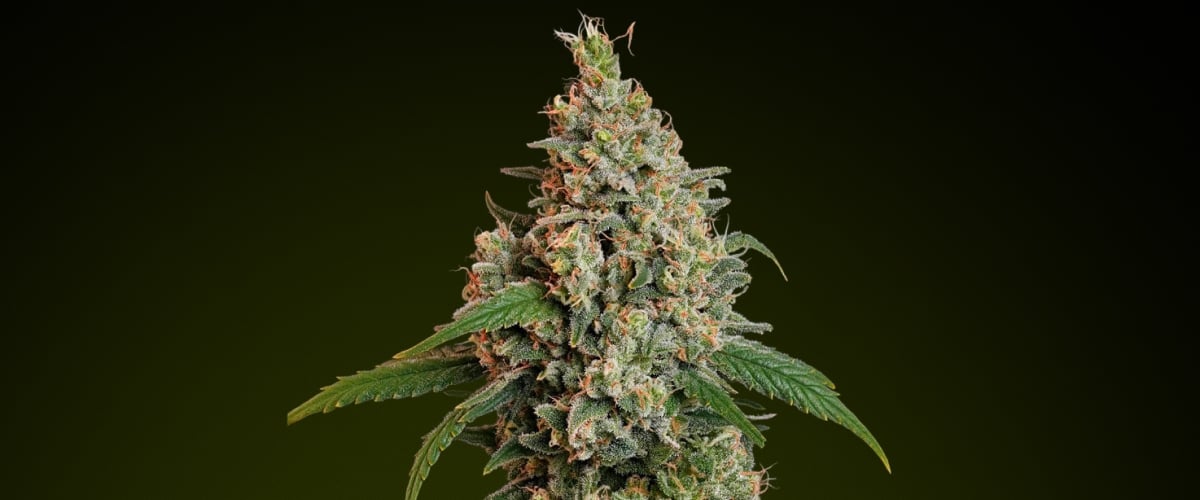 Sour Diesel cannabis bud with frosty trichomes and bright green tones, known for its citrusy fuel-like flavour and energising effects ideal for daytime edibles