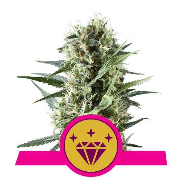 Special Kush 1 Feminised