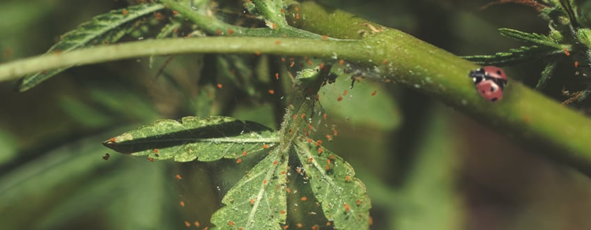 How to Use Ladybugs to Control Spider Mites and Other Pests