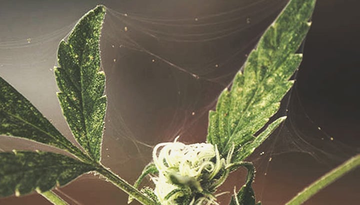 Pest infestation in a Cannabis plant Pest infestation in a Cannabis plant