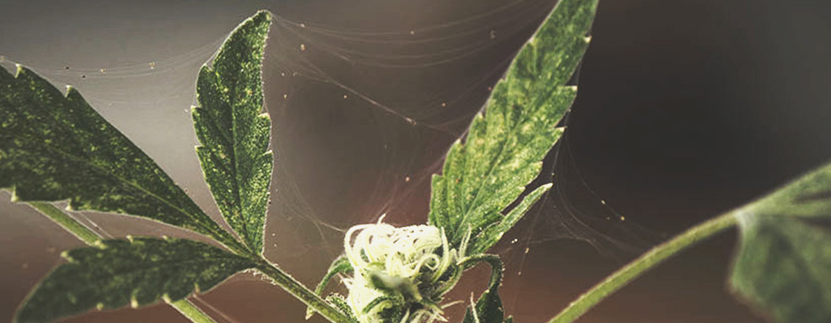 Pest infestation in a Cannabis plant Pest infestation in a Cannabis plant