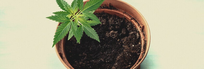 Standard flower pot