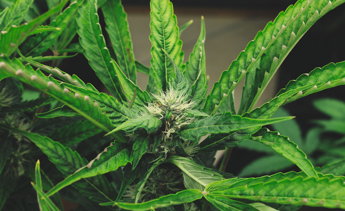 How To Protect Your Cannabis Plants From Heat Stress How To Protect Your Cannabis Plants From Heat Stress