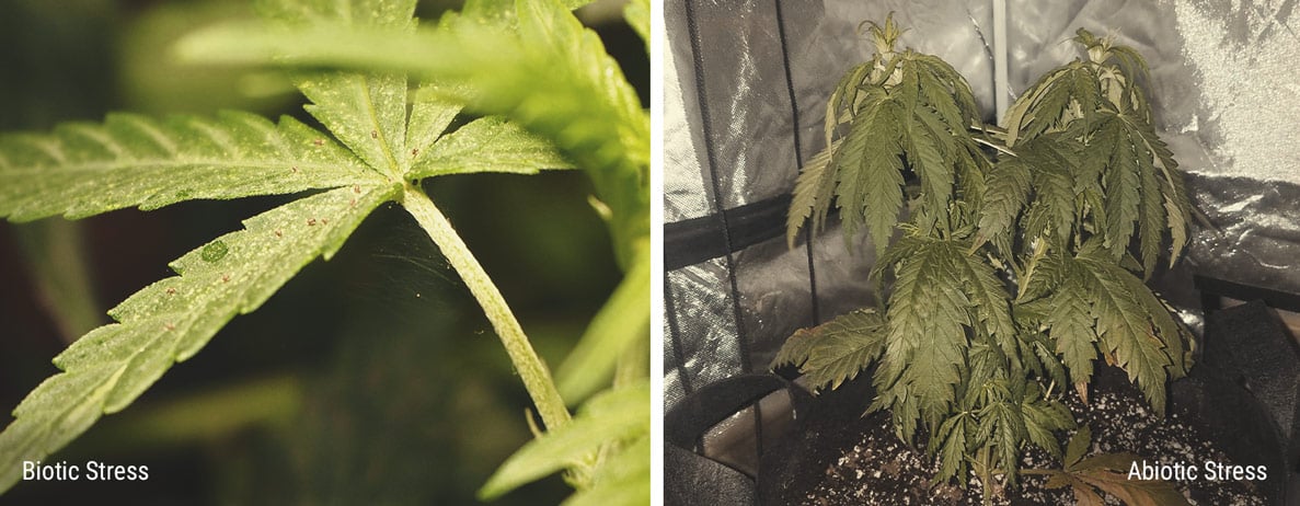 Plant Stress Stimulates Cannabinoid and Terpene Production