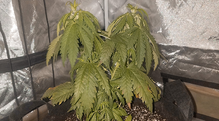 Plant Stress Stimulates Cannabinoid and Terpene Production Plant Stress Stimulates Cannabinoid and Terpene Production