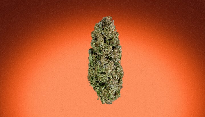 Tangie Cannabis Strain Tangie Cannabis Strain