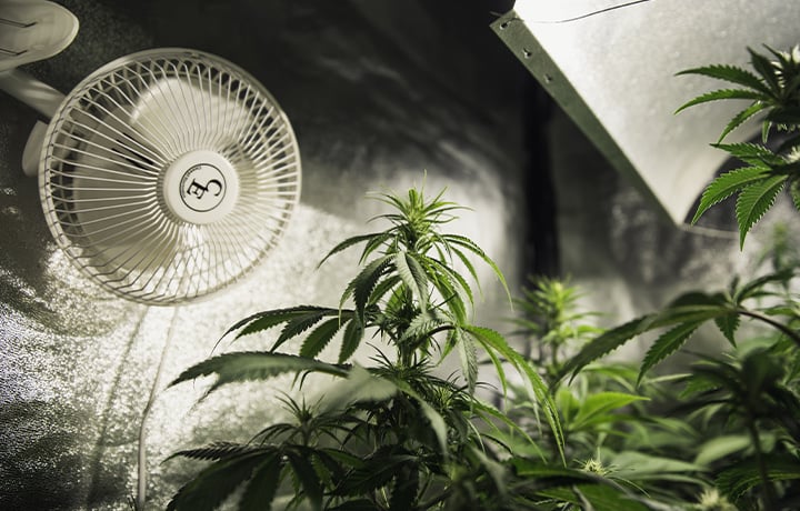 Temperature Control in a Cannabis Grow Tent Indoor plants in a climate-controlled grow room with a fan for optimal airflow and healthy growth.