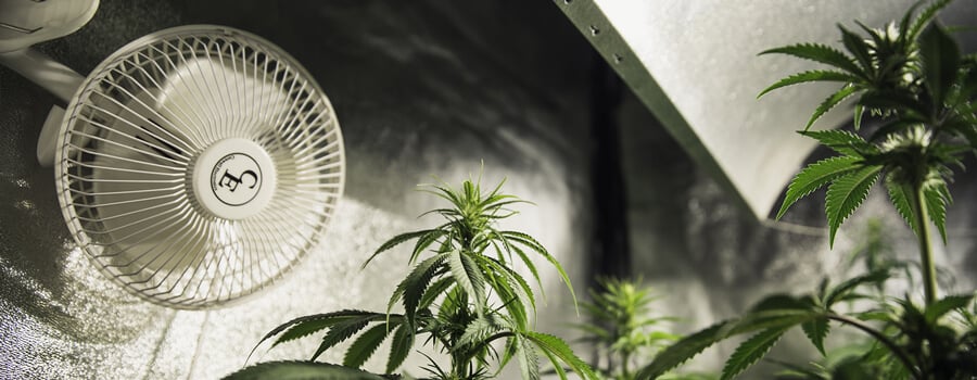 Temperature Control in a Cannabis Grow Tent Indoor plants in a climate-controlled grow room with a fan for optimal airflow and healthy growth.