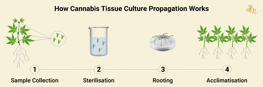 HOW CANNABIS TISSUE PROPAGATION WORKS