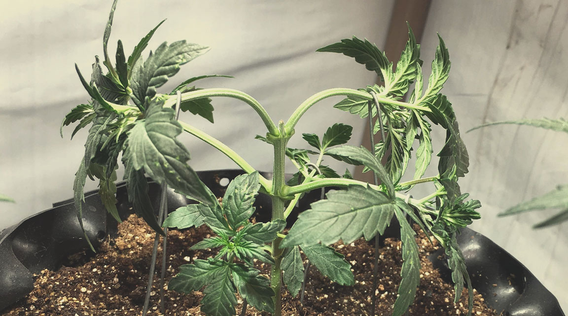 Topping Topping