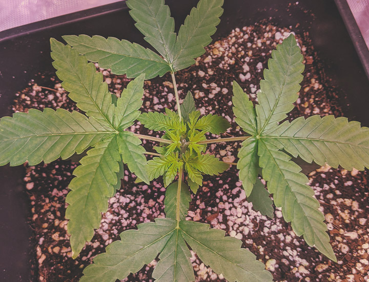 Topping and Training Autoflowering Cannabis