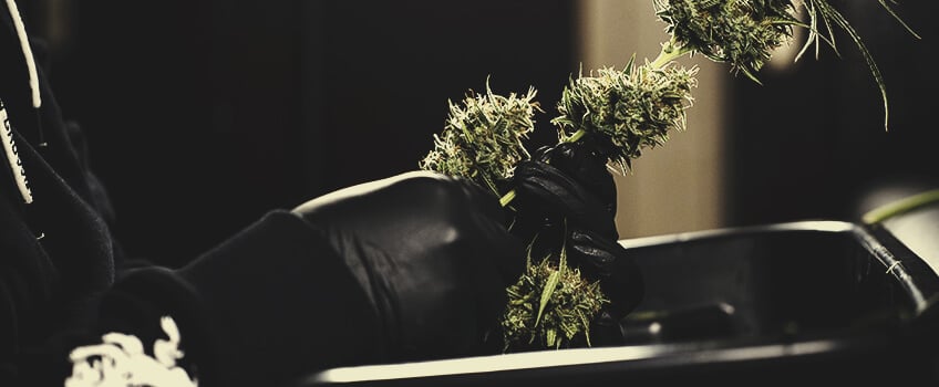 Avoid Touching Your Buds Avoid Touching Your Buds