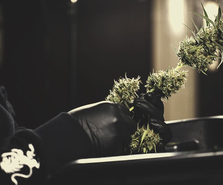 Avoid Touching Your Buds Avoid Touching Your Buds