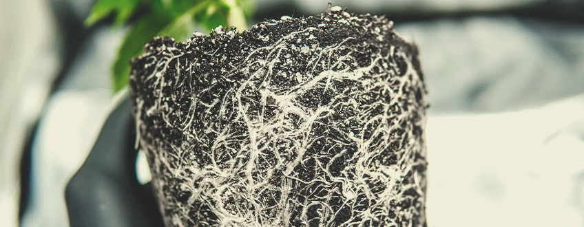 Analyse Your Growing Medium Analyse Your Growing Medium