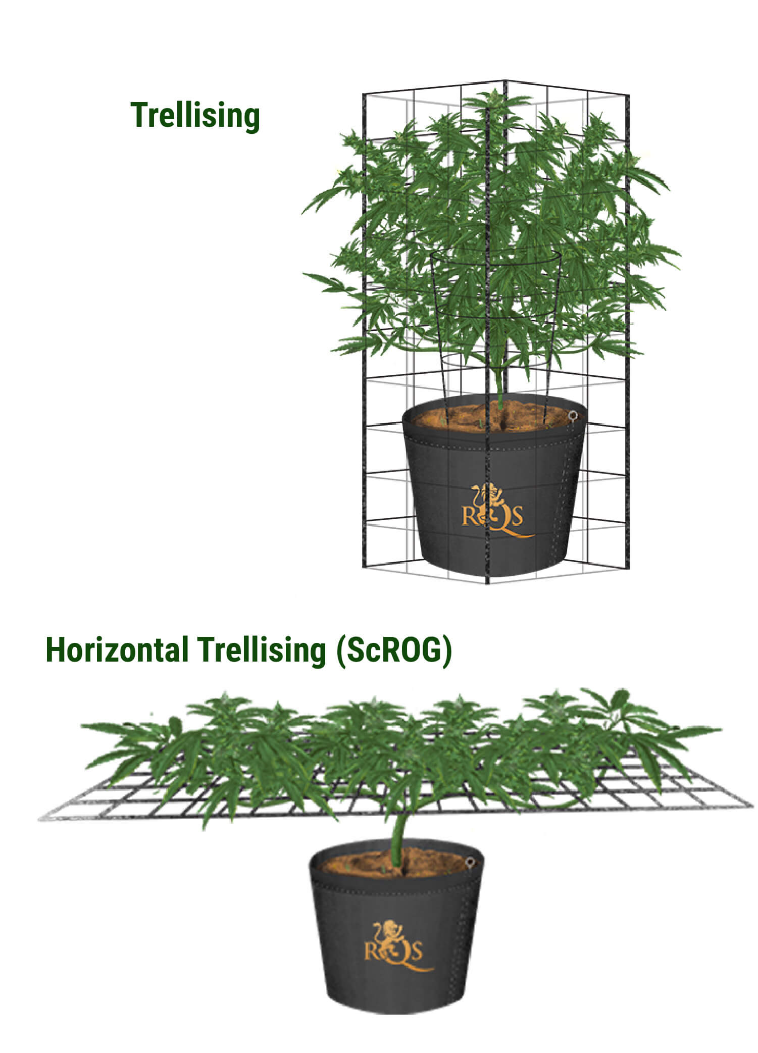 Horizontal Trellising aka The ScrOG Method Horizontal Trellising aka The ScrOG Method