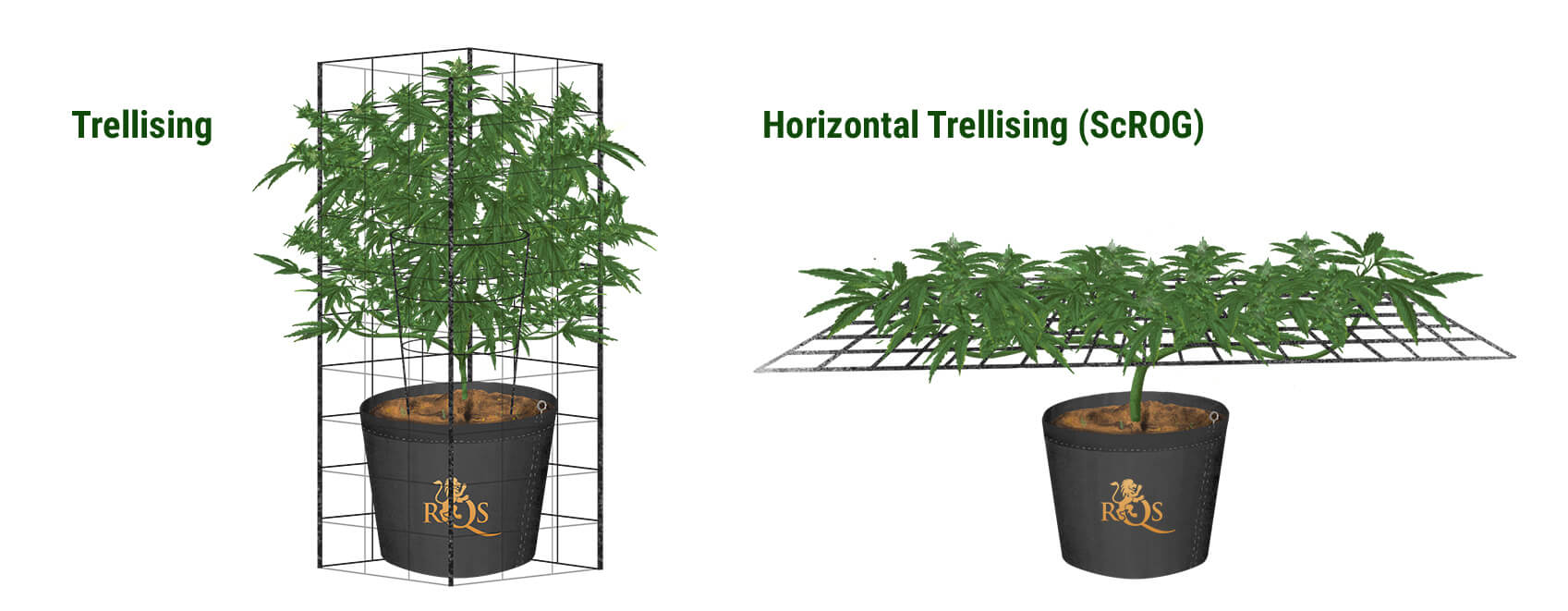 Horizontal Trellising aka The ScrOG Method Horizontal Trellising aka The ScrOG Method