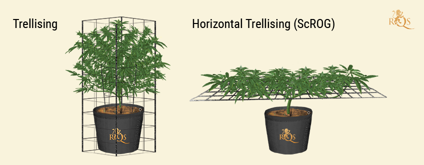 Trellising Trellising