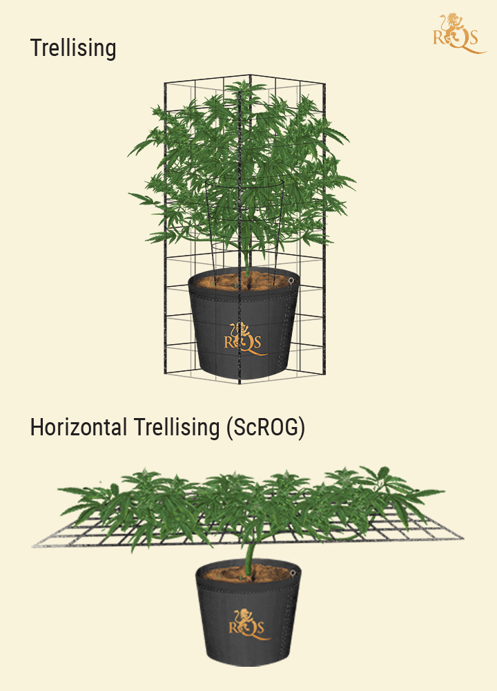 Trellising Trellising