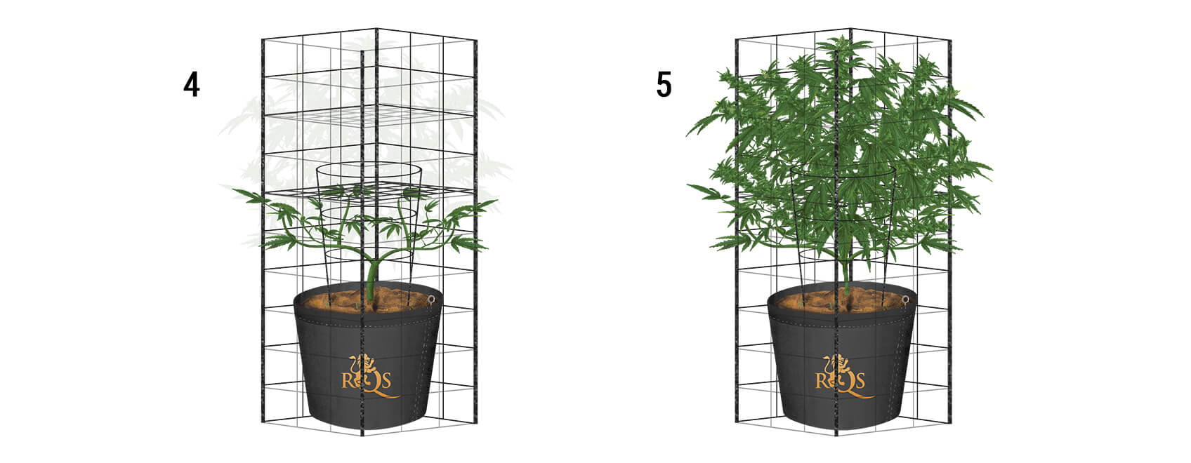 How To Trellis Cannabis Outdoors