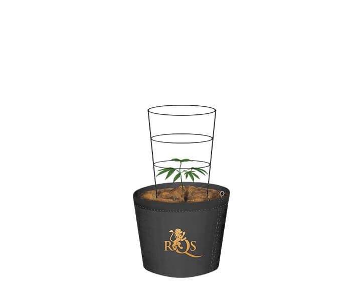 How To Trellis Cannabis Outdoors How To Trellis Cannabis Outdoors