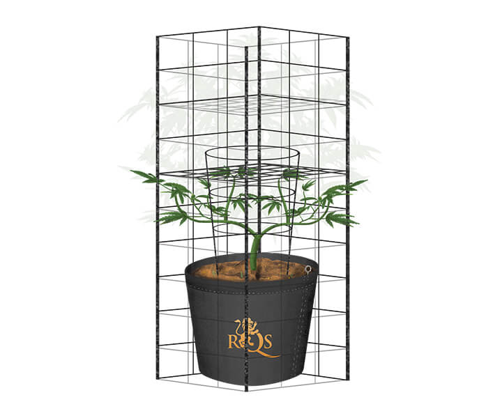 How To Trellis Cannabis Outdoors How To Trellis Cannabis Outdoors