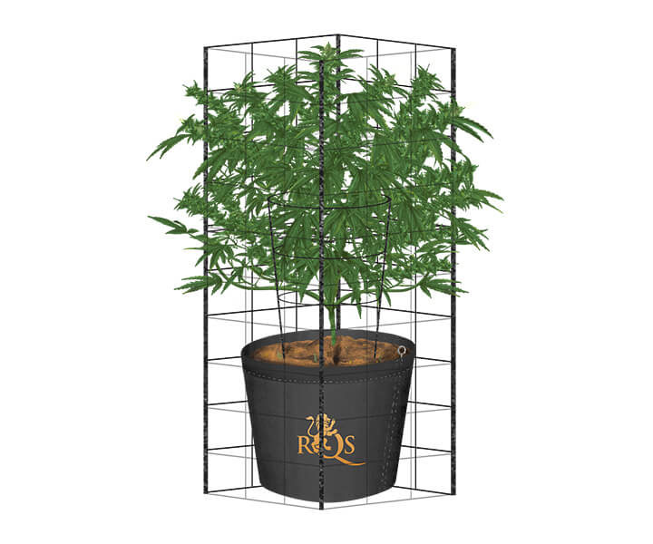 How To Trellis Cannabis Outdoors