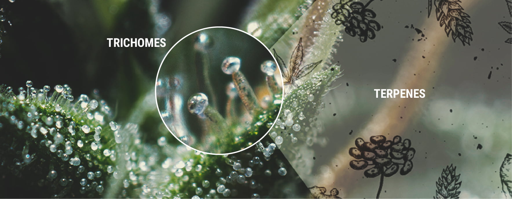 Terpenes and Terpenoids