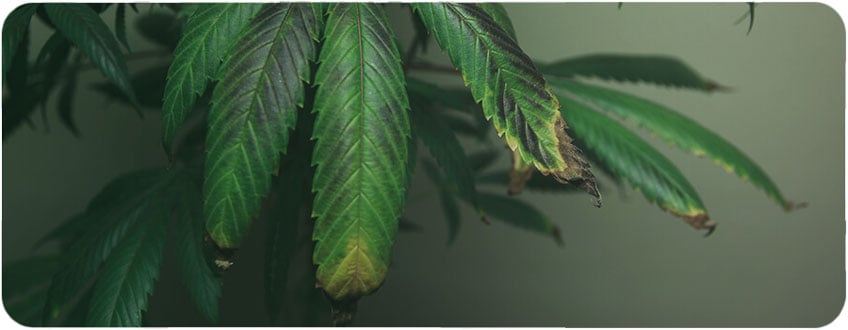 Overfertilisation Cannabis Leaf