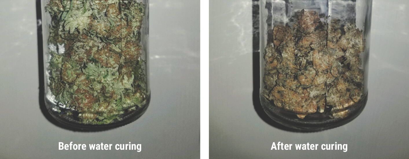 Cannabis Water Curing Cannabis Water Curing