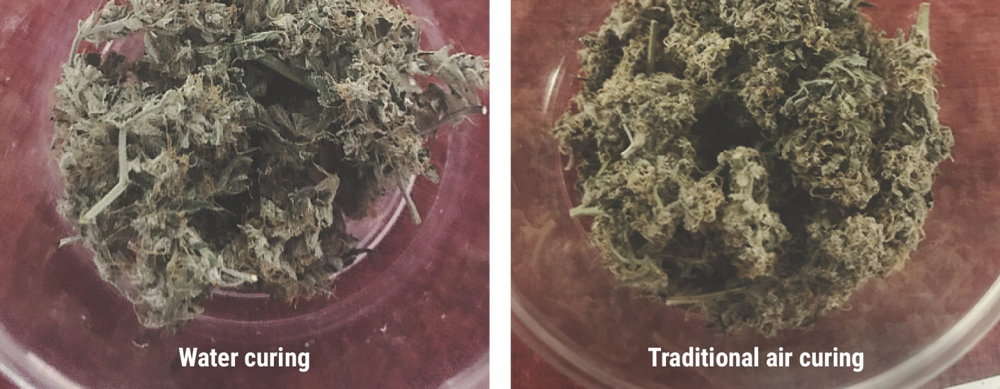 Cannabis Water Curing Cannabis Water Curing