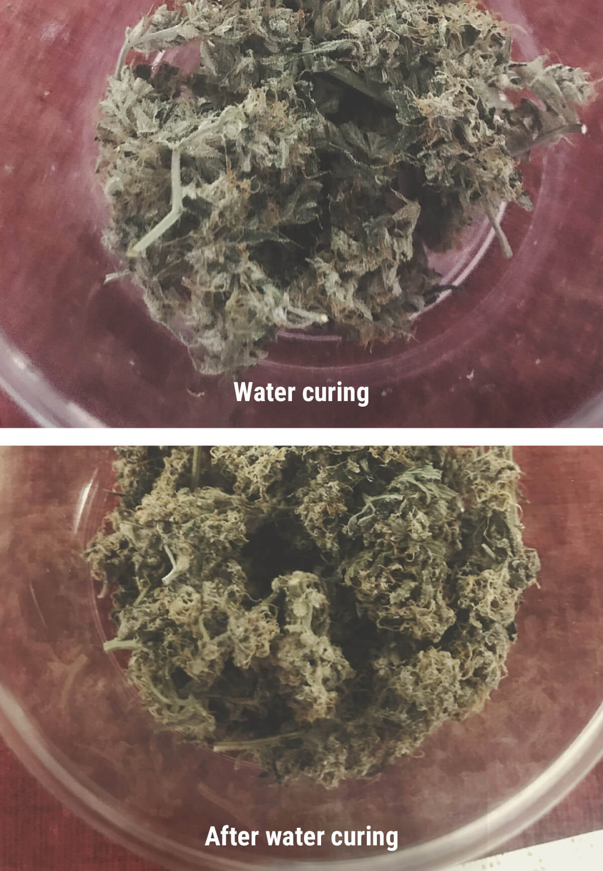 Cannabis Water Curing Cannabis Water Curing