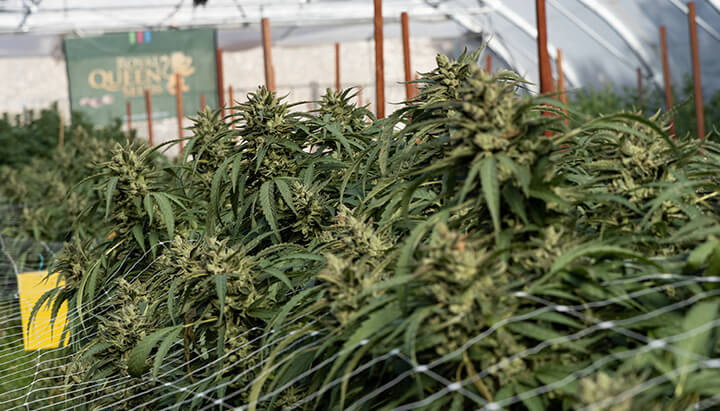 Weed flowering greenhouse