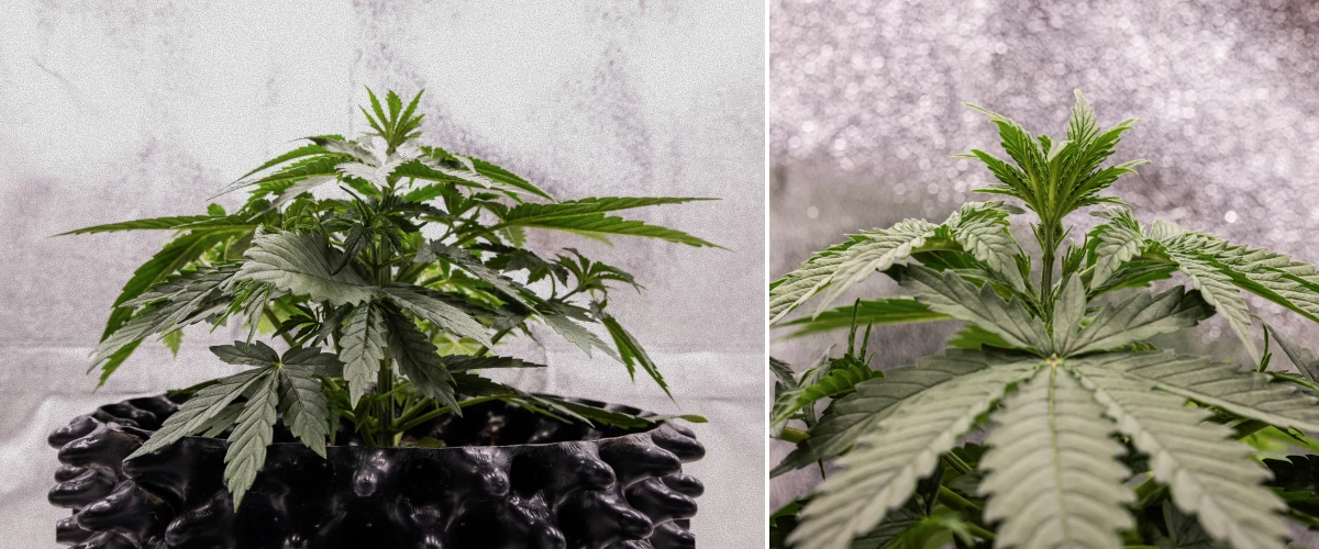 GOAT'lato Auto cannabis plant in week 2 of early vegetative growth, developing additional fan leaves and strong root structure under LED light in BioBizz Light Mix