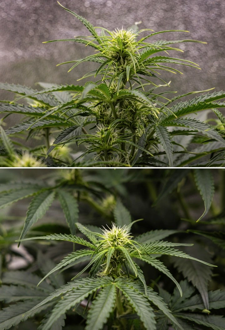 Gaia F1 cannabis plant in week 5 growing in soil with healthy flowering growth indoors