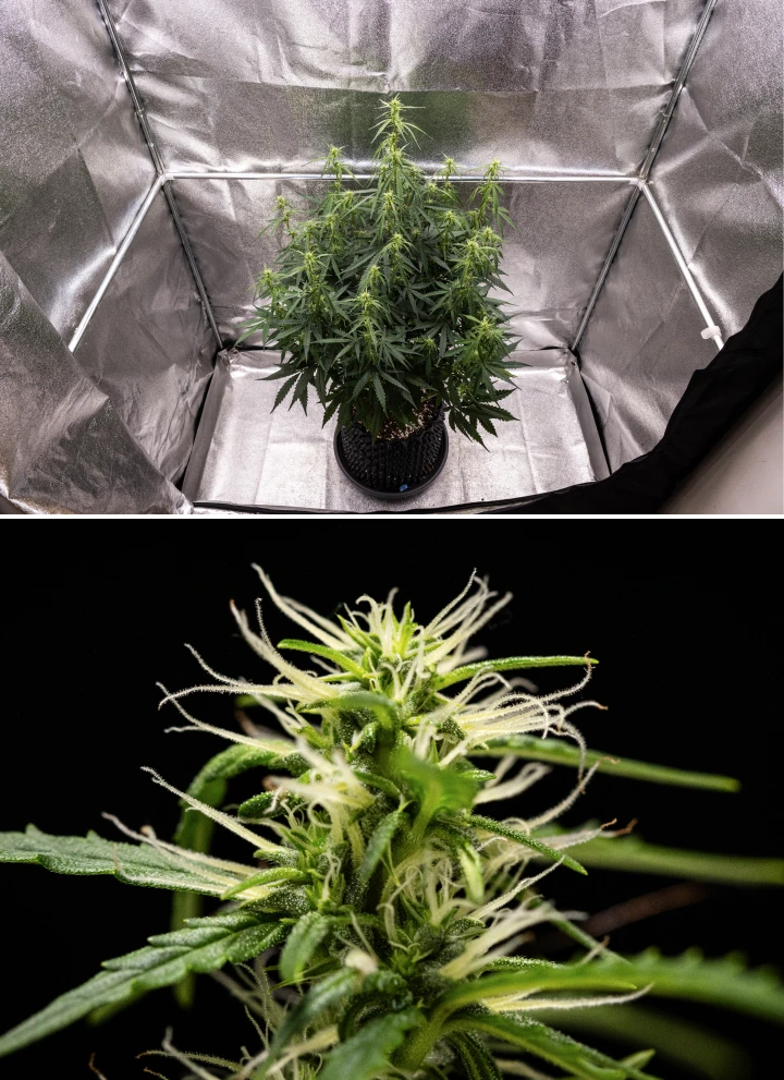 GOAT'lato Auto cannabis plant during weeks 5 and 6 of early flowering, showing established bud sites, controlled stretch, and compact structure under LED light