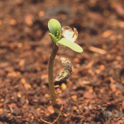 Seedling stage