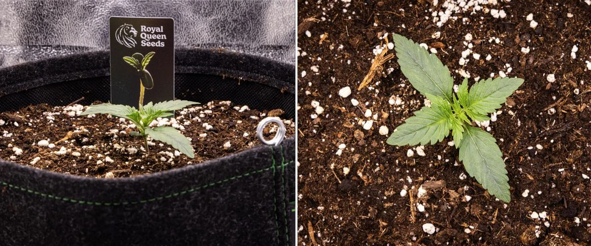 Plantule de cannabis Gaia F1 en semaine 1 poussant dans le sol, avec les premières vraies feuilles en développement et une structure précoce compacte en conditions intérieures