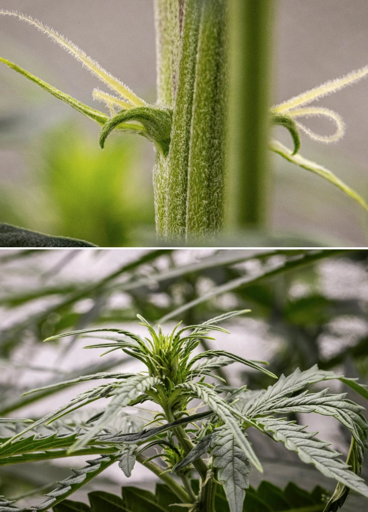 GOAT'lato Auto cannabis plant in week 4 showing noticeable stretch, thicker main stem, and developing pistils during the transition to flowering under LED light