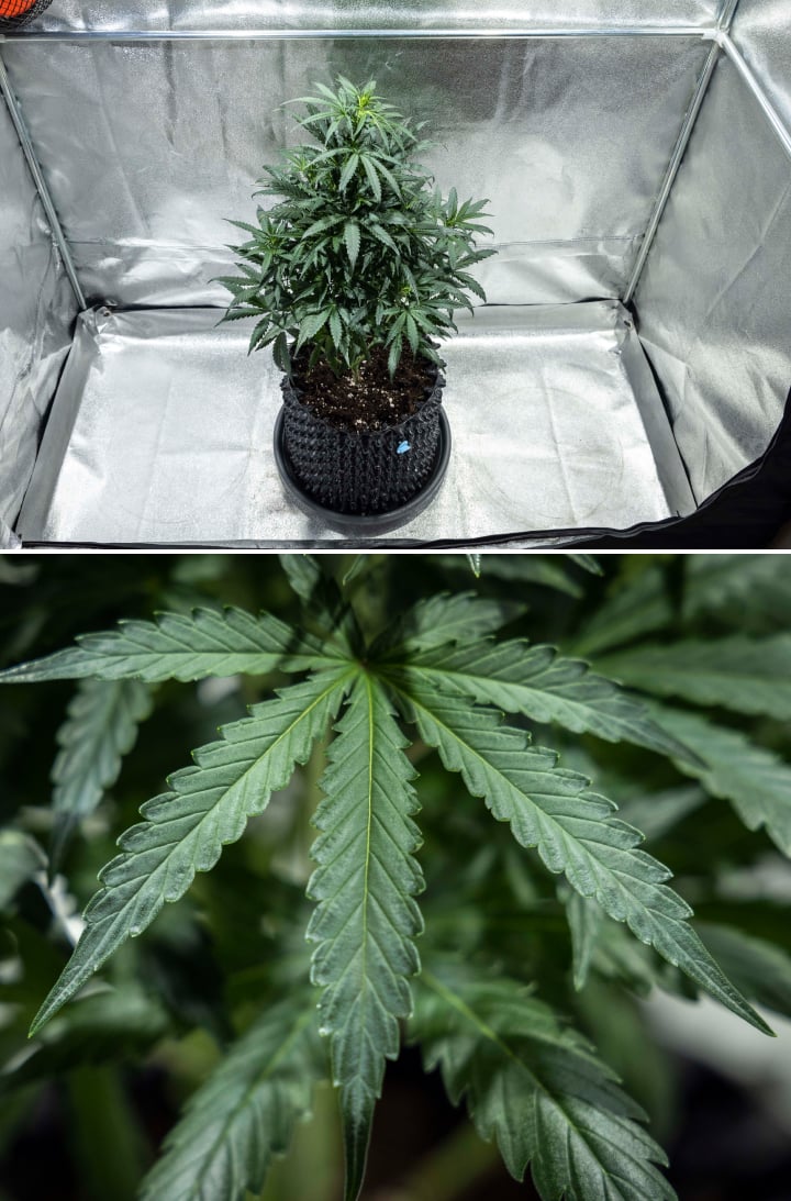 North Thunderfuck cannabis plant in week 4 of vegetative growth showing a fuller canopy, strong branching, and healthy fan leaves developing in soil under LED light