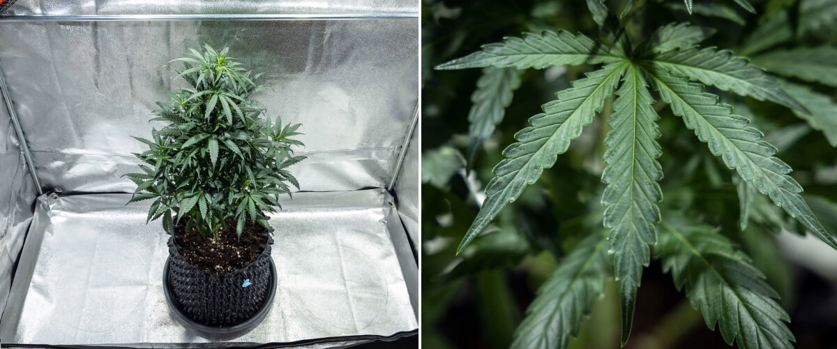 North Thunderfuck Grow Report – Week 4 Late Vegetative Stage North Thunderfuck cannabis plant in week 4 of vegetative growth showing a fuller canopy, strong branching, and healthy fan leaves developing in soil under LED light
