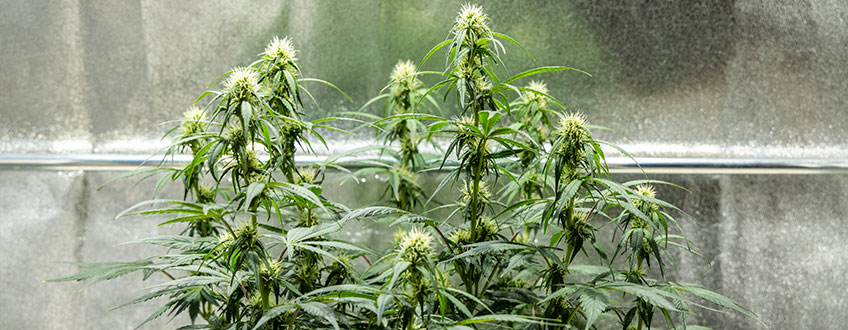 Triple G Grow Report Triple G Grow Report