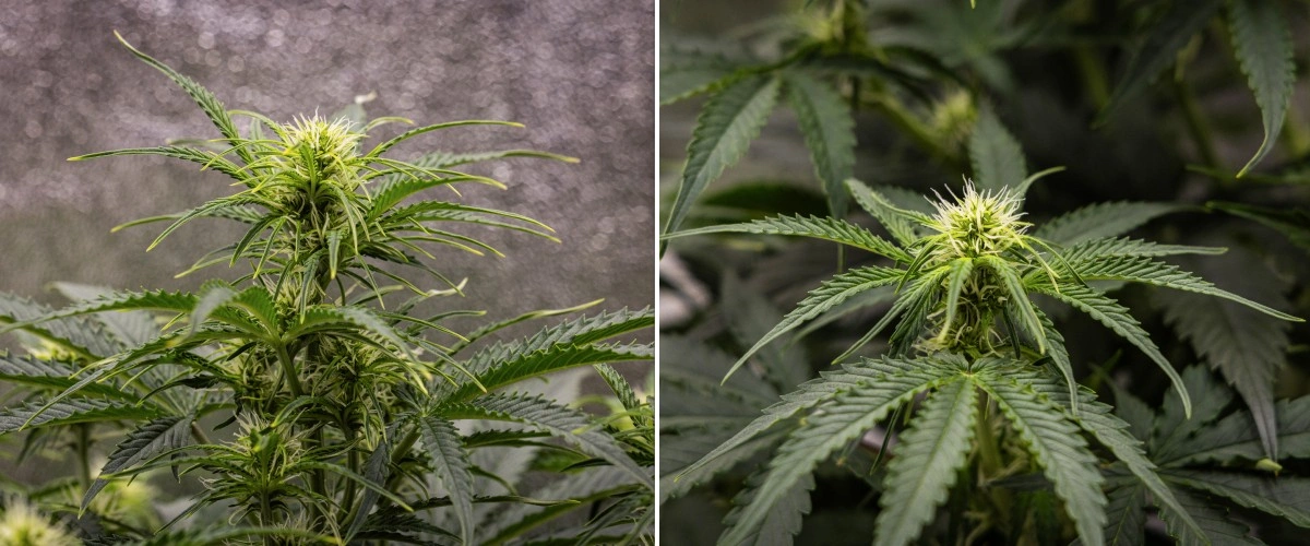 Gaia F1 cannabis plant in week 5 growing in soil with healthy flowering growth indoors